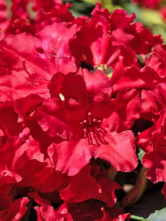 Vivacious Rhododendron