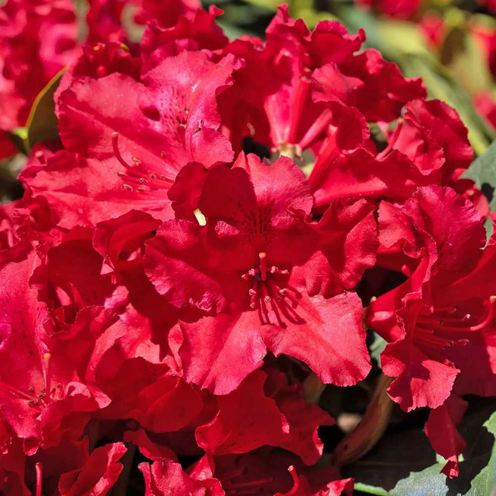 Vivacious Rhododendron Vivacious Rhododendron For Sale Online | The Tree Center