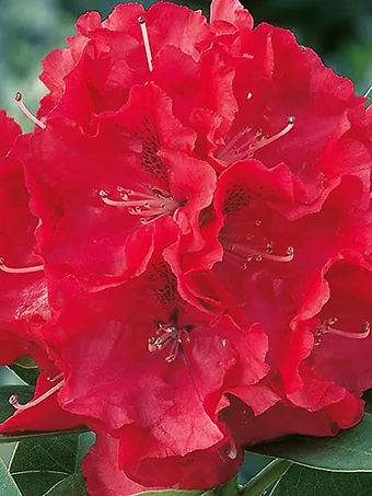Wilgen's Beauty Rhododendron