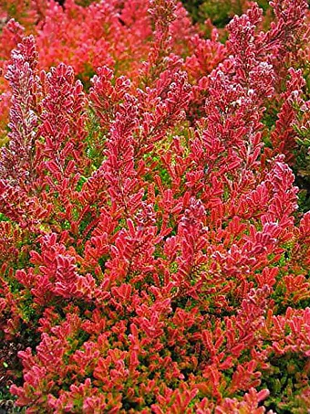 Winter Chocolate Heather