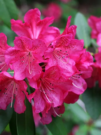 Wissahickon Rhododendron