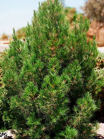 Afghan Eldarica Pine
