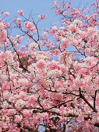 Akebono Cherry Tree