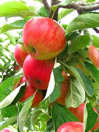 5-in-1 Apple Cocktail Tree