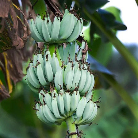Blue Java Banana For Sale Online | The Tree Center