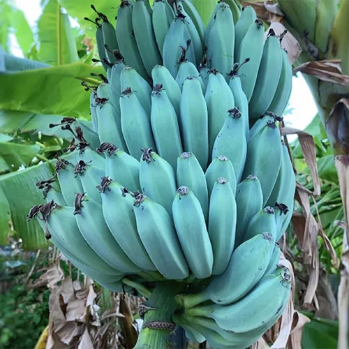 Blue Java Banana For Sale Online The Tree Center