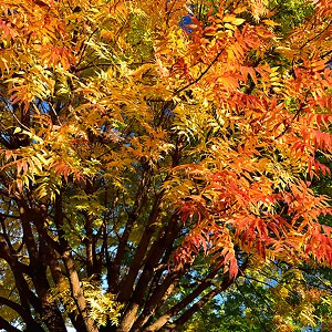 Chinese Pistache Trees For Sale Online | The Tree Center
