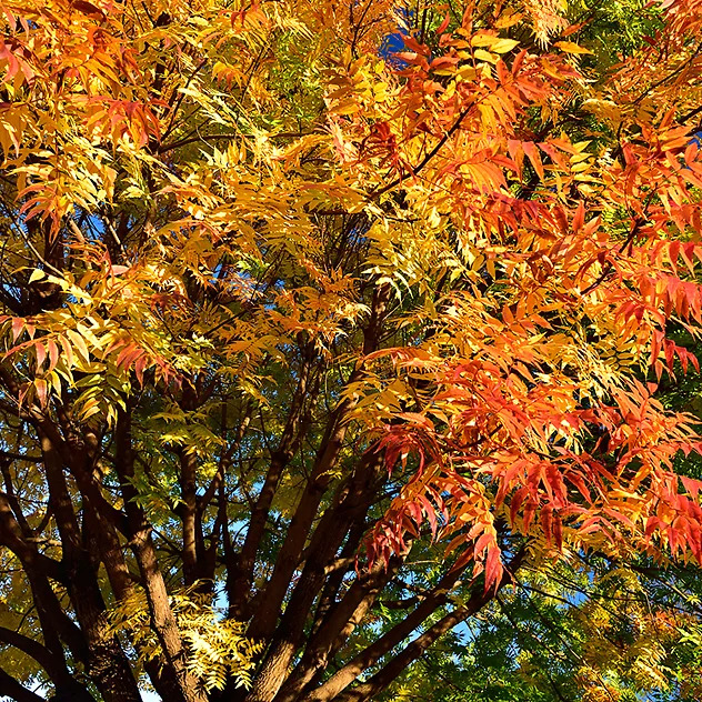 Chinese Pistache Trees For Sale Online | The Tree Center