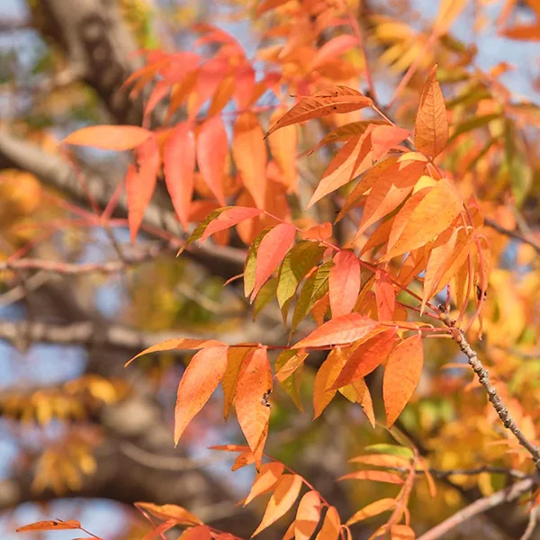 Chinese Pistache Trees For Sale Online The Tree Center