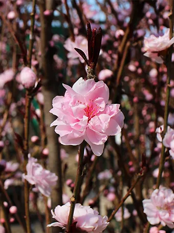 Corinthian Pink Flowering Peach Tree