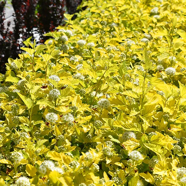 Dart's Gold Ninebark For Sale Online The Tree Center