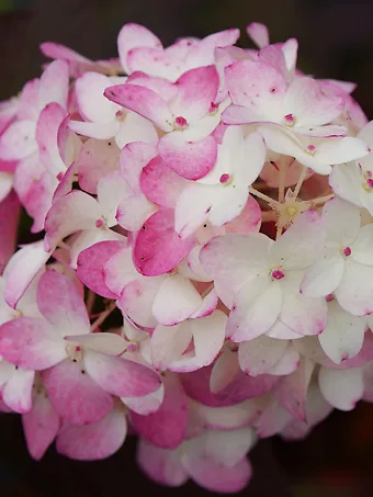 Firelight Tidbit® Hydrangea