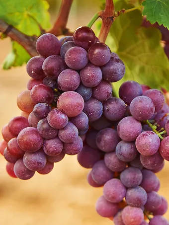 Flame Red Seedless Grape