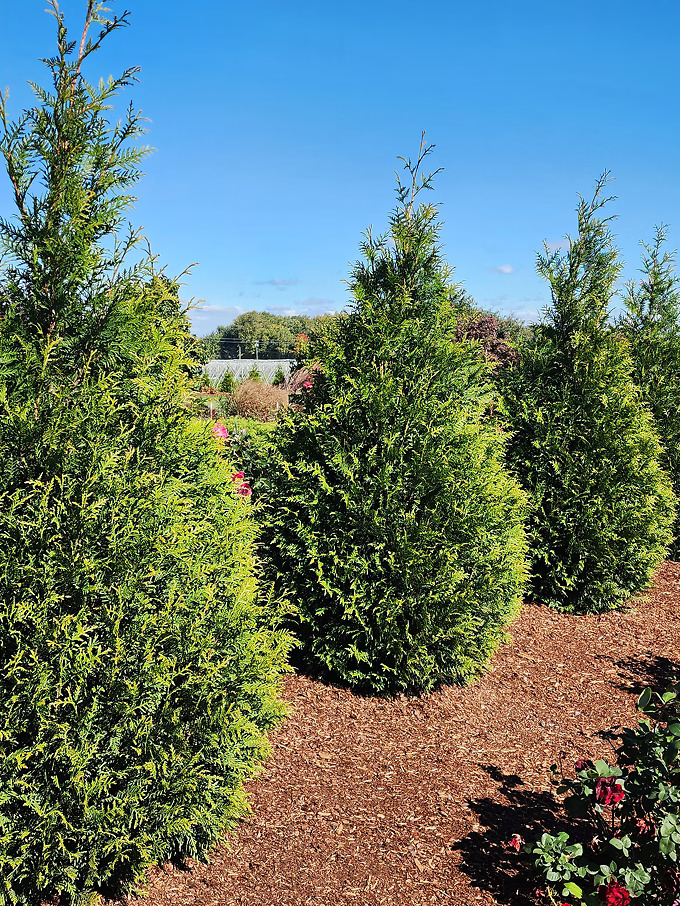 Arborvitae Trees for Sale Online | The Tree Center