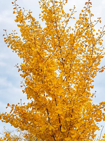 Princeton Sentry® Ginkgo