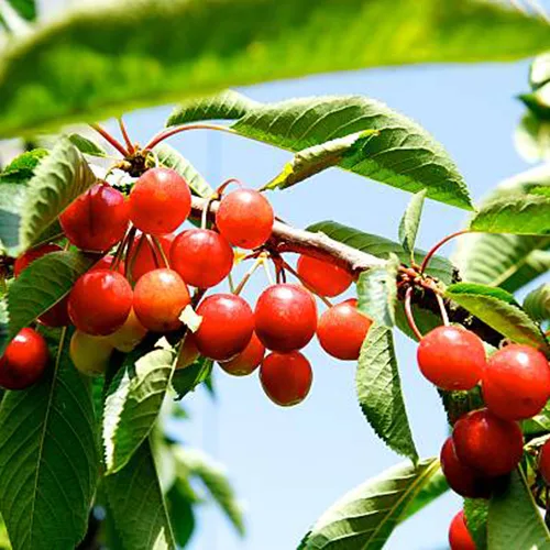Rainier Cherry Tree For Sale Online The Tree Center