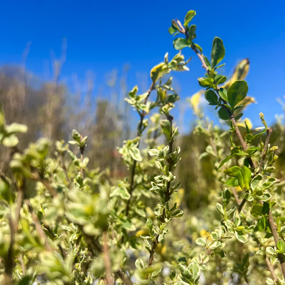 Swift creek privet ligustrum for sale the tree center