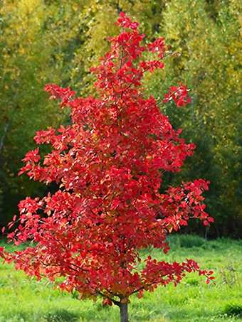 Wildfire Black Gum Tree