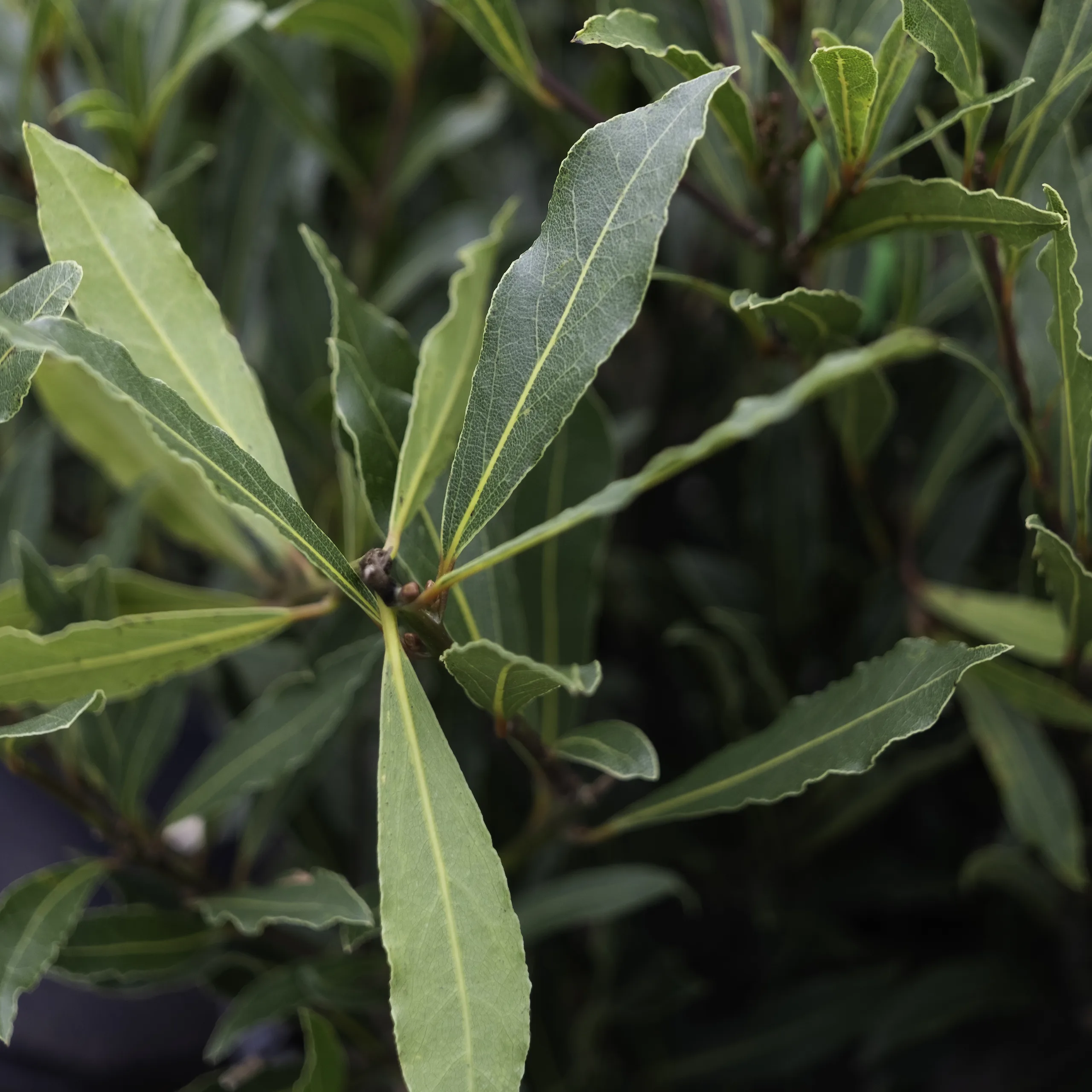 Willow Leaf Bay Laurel Trees For Sale The Tree Center