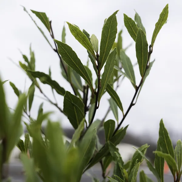 Willow Leaf Bay Laurel Trees For Sale The Tree Center