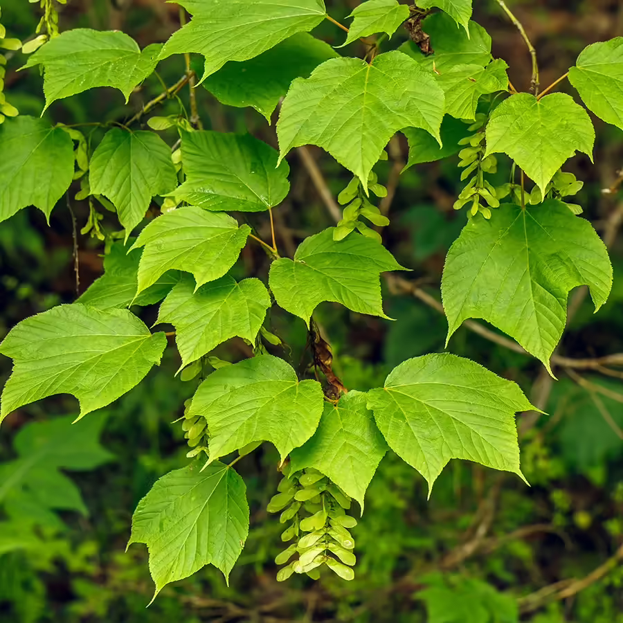 Striped Maple (Acer pensylvanicum) 15 Striped Maple Tree
