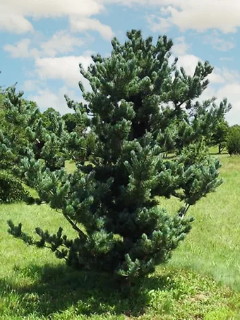 Baldwin Japanese White Pine