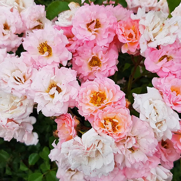 Blushing Drift® Rose Bushes For Sale Online | The Tree Center