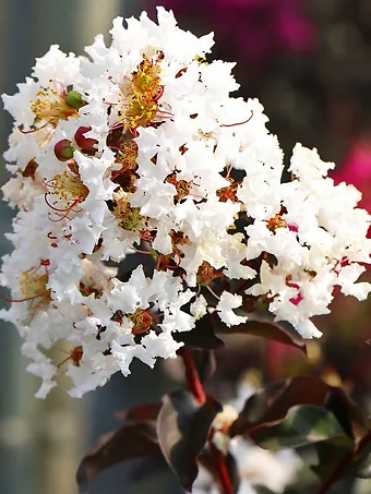 Crystalline™ Black Diamond® Crape Myrtle