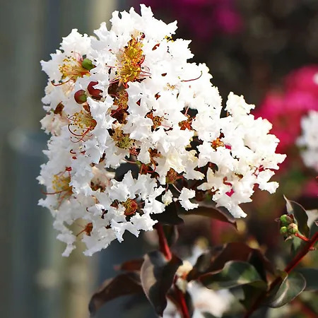 Crystalline™ Black Diamond® Crape Myrtle For Sale Online | The Tree Center