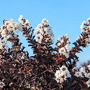 Crystalline™ Black Diamond® Crape Myrtle For Sale Online | The Tree Center