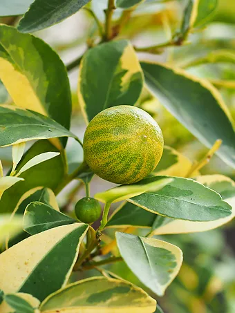 Eureka Variegated Pink Lemon Tree