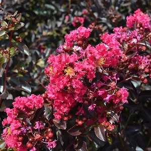 Pavé Pink™ Black Diamond® Crape Myrtle For Sale Online The Tree Center