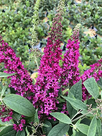 Lo & Behold® Ruby Chip Butterfly Bush