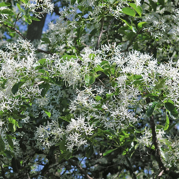 Chinese Fringe Tree For Sale Online | The Tree Center