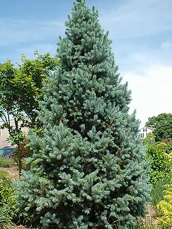 Columnar Blue Spruce