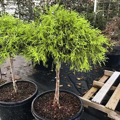 Mop Tree Gold Mop Cypress - Tree Form For Sale Online | The Tree Center
