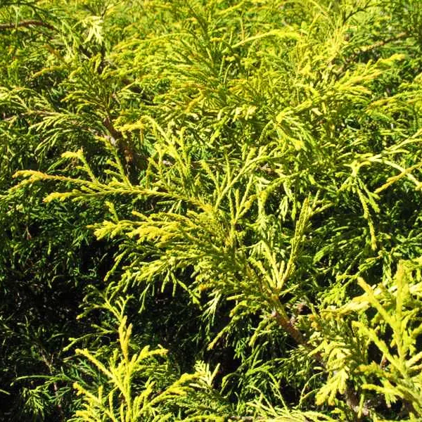 Gold Mop Cypress Tree Form For Sale Online The Tree Center