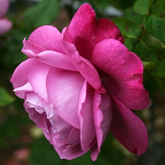 Heirloom Rose - Tree Form For Sale Online | The Tree Center