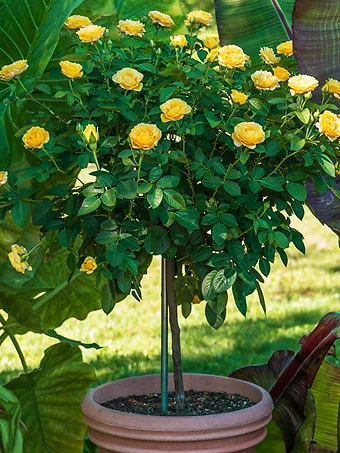 Julia Child Floribunda Rose - Tree Form