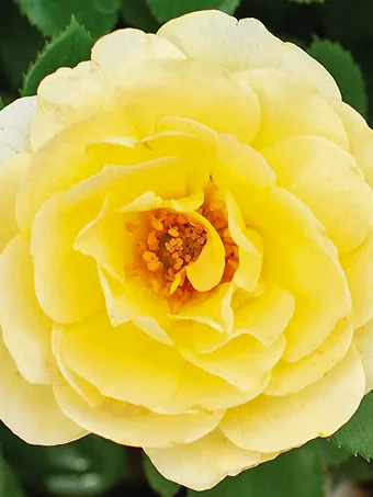 Lemon Sunblaze® Rose - Tree Form