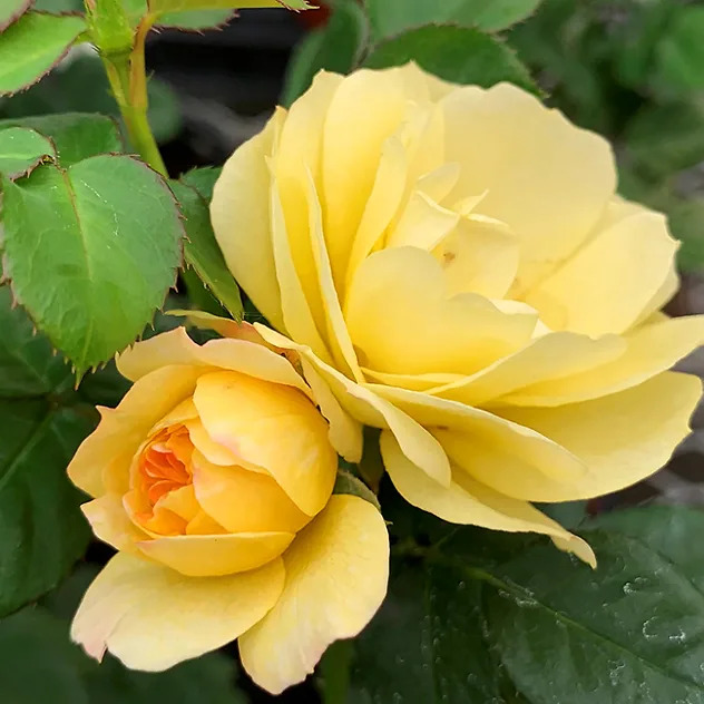 Lemon Sunblaze® Rose - Tree Form For Sale Online | The Tree Center