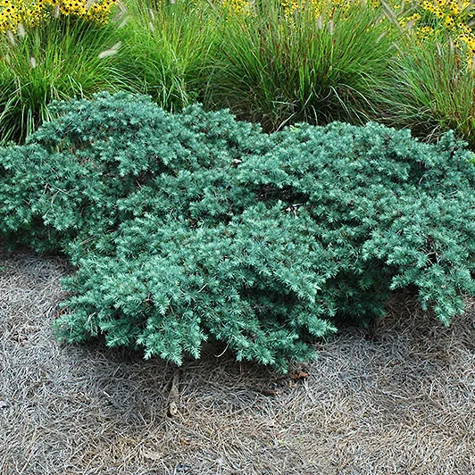 Prostrate Beauty Deodar Cedar For Sale Online | The Tree Center