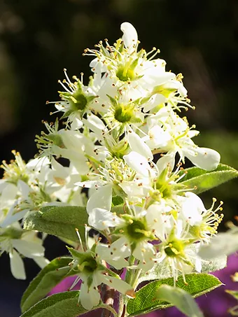 Rainbow Pillar Serviceberry