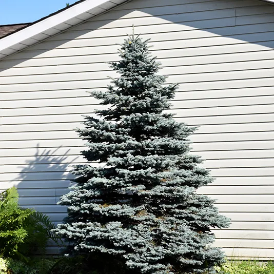 Select Blue Colorado Spruce For Sale Online The Tree Center
