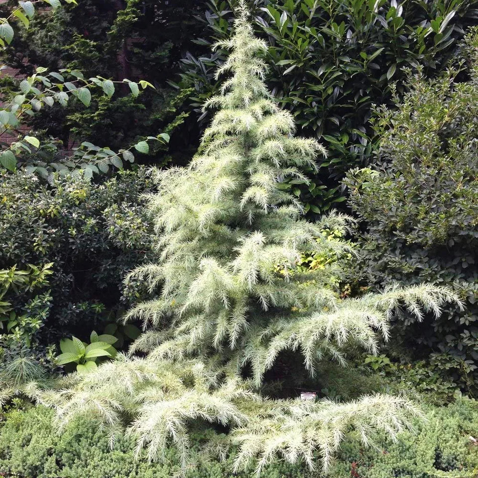 Snow sprite deodar cedar for sale online the tree center
