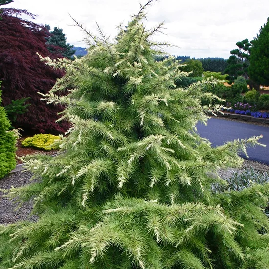 Snow sprite deodar cedar for sale online the tree center