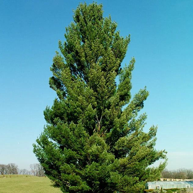 Upright Eastern White Pine For Sale Online The Tree Center