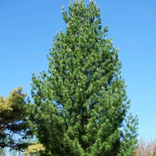 Upright Eastern White Pine For Sale Online The Tree Center
