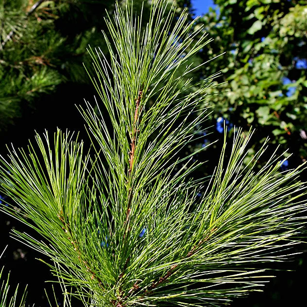 Upright Eastern White Pine For Sale Online The Tree Center