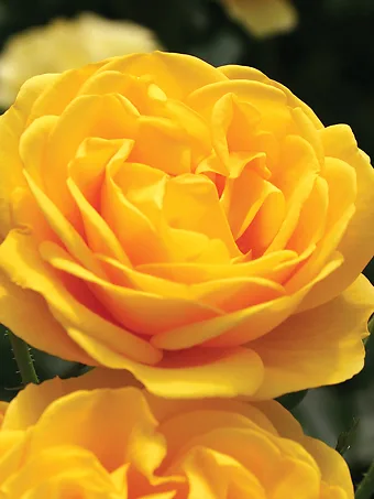 Veranda® Sunbeam™ Rose - Tree Form